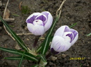 DSCI0039
