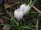 DSCI0042