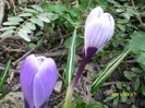 DSCI0043