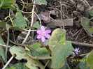 hepatica roz