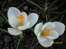 DSCI0085