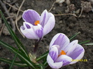 DSCI0086