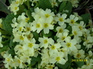 DSCI0099