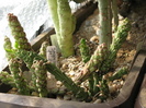 Monadenium yattanum     (fata dreapta)