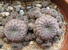 Sulcorebutia rauschii f-ma rosie