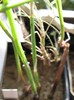 Pelargonium aridum, Pelargonium tetragonum