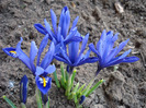 Iris reticulata Blue (2011, March 24)