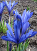 Iris reticulata Blue (2011, March 24)