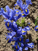 Iris reticulata Blue (2011, March 24)