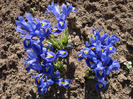 Iris reticulata Blue (2011, March 24)