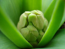Hyacinthus_Zambila (2011, March 22)