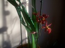 orhidee 006