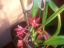 orhidee 008