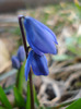 Scilla siberica (2011, March 25)