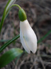Snowdrop (2011, March 25)