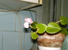 begonia