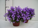 Campanula