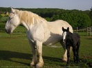 565730,animaux,chevaux,percheron