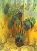 begonia plaman