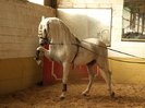 andalusian horses 1
