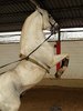 andalusian horses 3