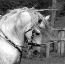 andalusian_stallion19___stock_by_bolero_l-d35n99r