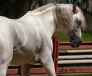 andalusian_stallion___45_by_childofatlas-d2y3w7s