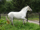 andalusian-horse-2