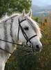 andalusian-horse (2)