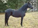andalusians