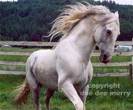breedandalusian_hostal1
