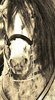 Horse waiting for permission