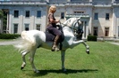 Horse_Andalusian_White_1001