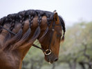 walker-carol-bay-andalusian-stallion-with-plaited-mane-and-bridle-austin-texas-usa