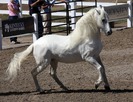 white_andalusian_1_by_venomxbaby-d3098ng