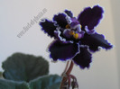 Saintpaulia Black Ace 3