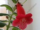 Kohleria Smaprickig rodvit 11