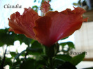 DSC02491