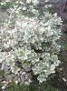euonymus