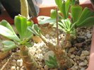 Tylecodon paniculatus