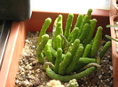 Monadenium ellenbeckii fma. caulopodium