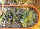 ADROMISCHUS: A. schuldtianus,  A. rupicola, A. mariannae Bryan Makin
