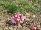 BERGENIA