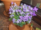 CAMPANULA