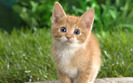 curious_tabby_kitten-1280x800