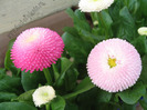 Bellis_Paralute 2