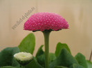 Bellis_Paralute 3