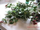 Aeschynanthus