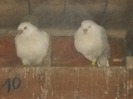 Generatia tanara