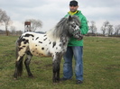 ORLANDO APPALOOSA